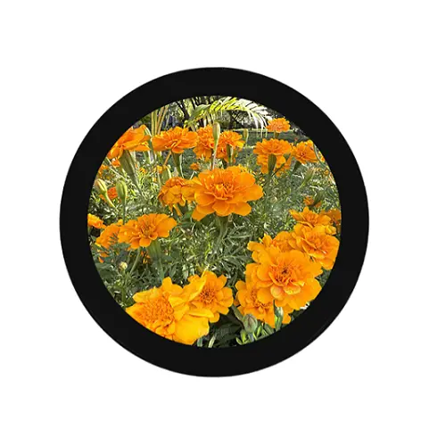 NoseDisplay-1.43-inch-Round-AMOLED-CTP-A8 NoseDisplay-1.43-inch-Round-AMOLED-CTP-A8.